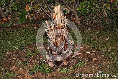 Single palm tree dried out in the garden green grass around Stock Photo